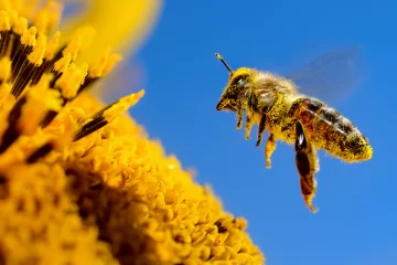 How to Encourage Natural Pollinators in Your Yard