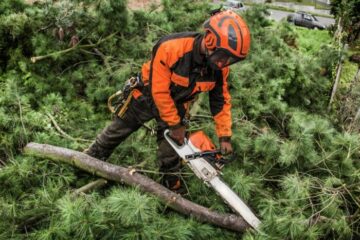 Emergency Tree Surgeons