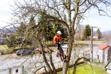 Tree Felling North London