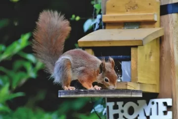 squirrel Removal