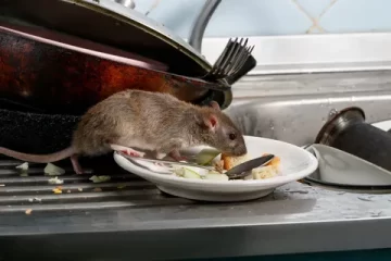 Rodent Removal