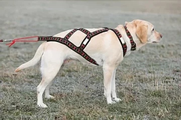 Comparing Chain Leashes vs. Regular Leashes: What’s Best for Your Dog?