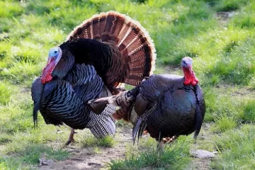 Best practices for hunting turkeys during the spring season.