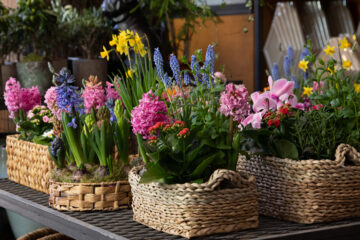 Flowering Garden, outdoor flowering plants in Dubai