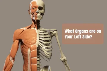 What organs are on your left side