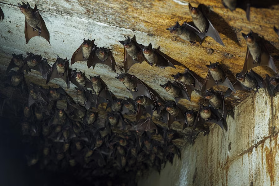 bat removal houston