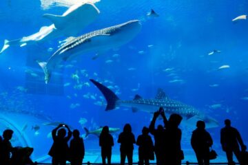 Visit Dubai Mall Aquarium