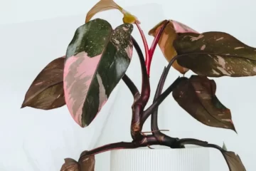 Pink Princess philodendron