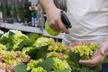 hydroponics farming