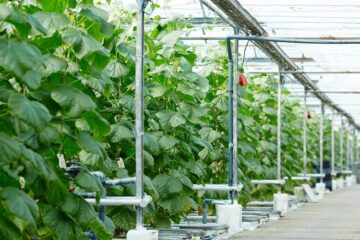 hydroponics farming