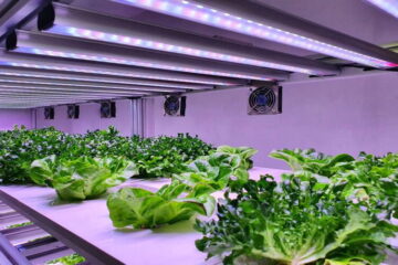 hydroponics farming