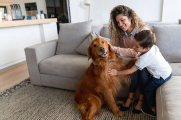 How-to-Groom-a-Dog-at-Home