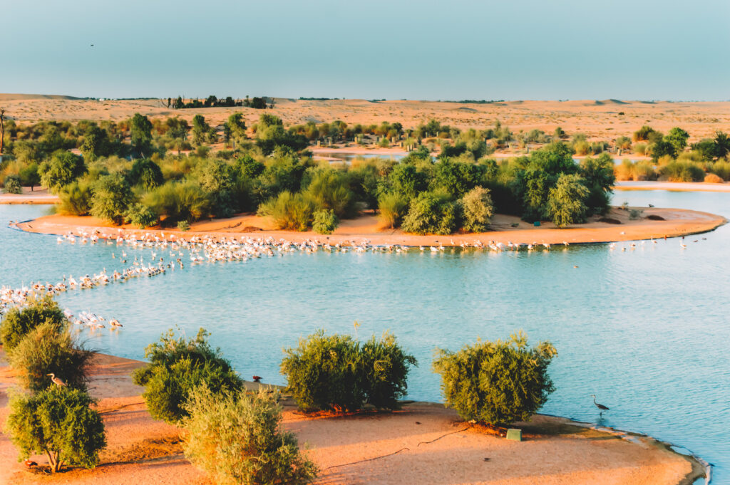 Al Qudra Lake