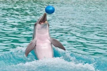 Dubai Dolphinarium