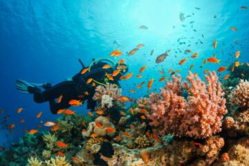 Dive Sites in Seychelles