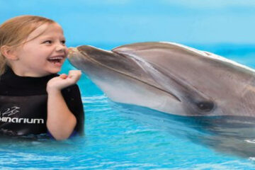 dolphin show dubai